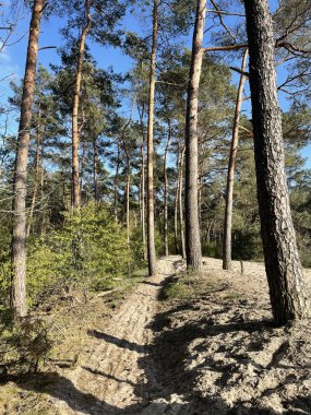 Sandy MTB, Hollanda Overijssel 'deki Sahara Ommen' i izliyor.