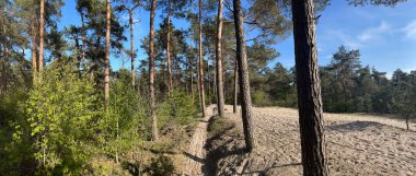 Hollanda Overijssel 'deki Sahara Ommen çevresindeki Sandy MTB pistinden bir panorama
