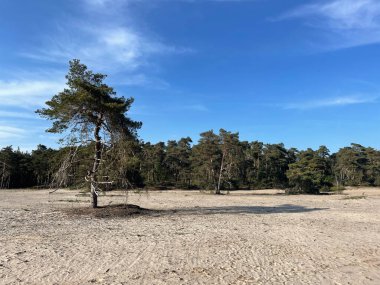 Overijssel 'deki Sahara Ommen Hollanda