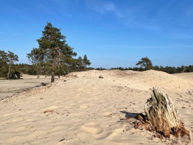 Hollanda, Overijssel Sahra Ommen 'deki ölü ağaç.