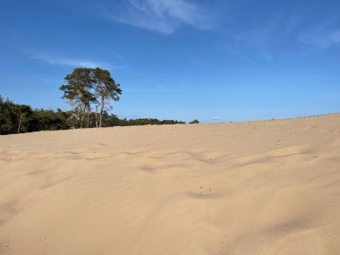 Overijssel 'deki Sahara Ommen Hollanda