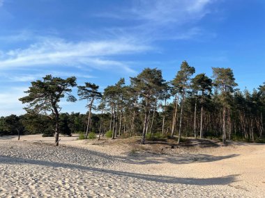 Overijssel 'deki Sahara Ommen Hollanda