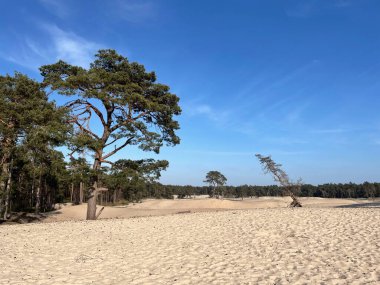 Overijssel 'deki Sahara Ommen Hollanda