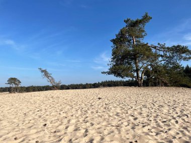 Overijssel 'deki Sahara Ommen Hollanda