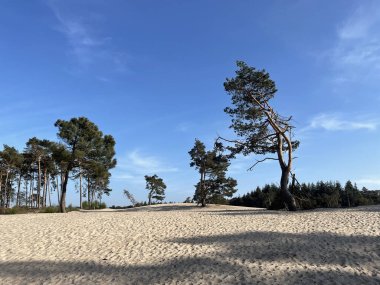 Overijssel 'deki Sahara Ommen Hollanda
