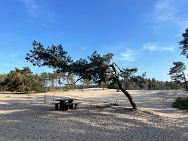 Hollanda 'nın Overijssel kentindeki Sahara Ommen bankında.