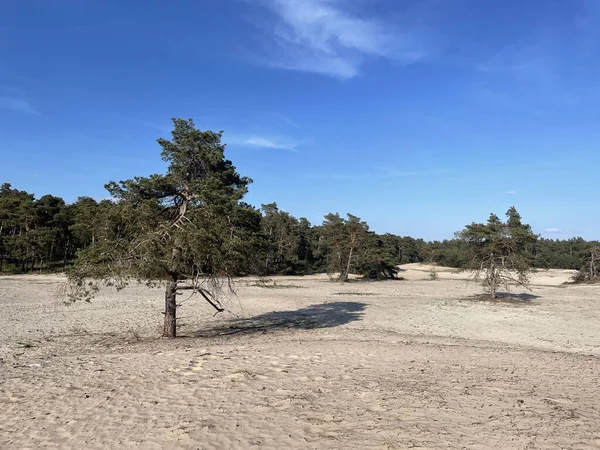 Overijssel 'deki Sahara Ommen Hollanda