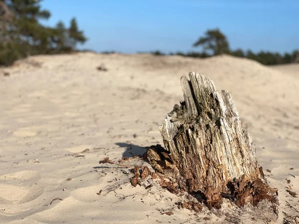 Hollanda, Overijssel Sahra Ommen 'deki ölü ağaç.