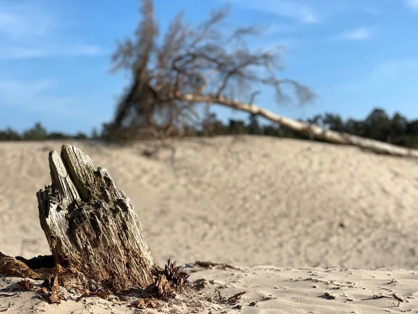 Hollanda, Overijssel Sahra Ommen 'deki ölü ağaç.