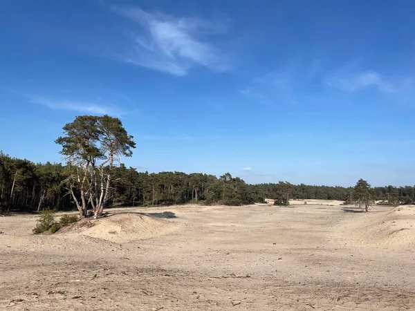 Overijssel 'deki Sahara Ommen Hollanda