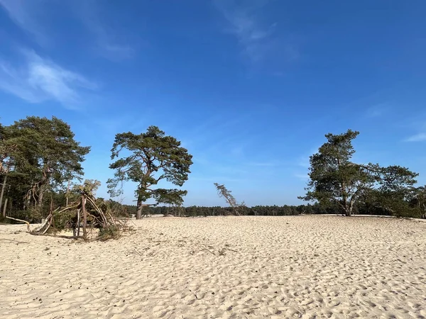 Overijssel 'deki Sahara Ommen Hollanda