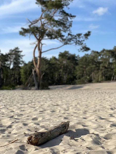 Overijssel 'deki Sahara Ommen Hollanda