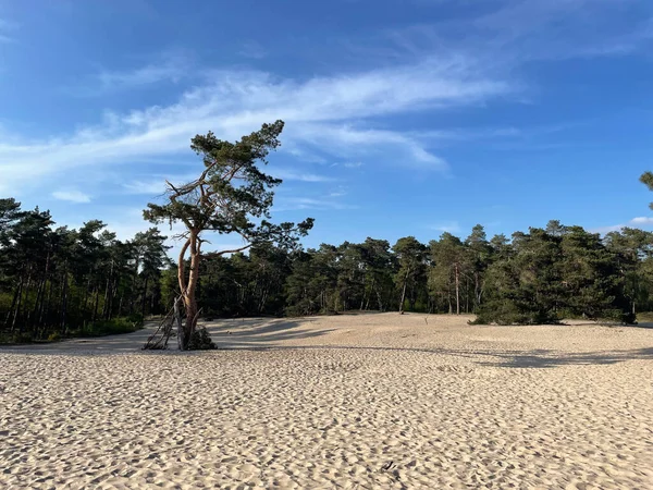 Overijssel 'deki Sahara Ommen Hollanda