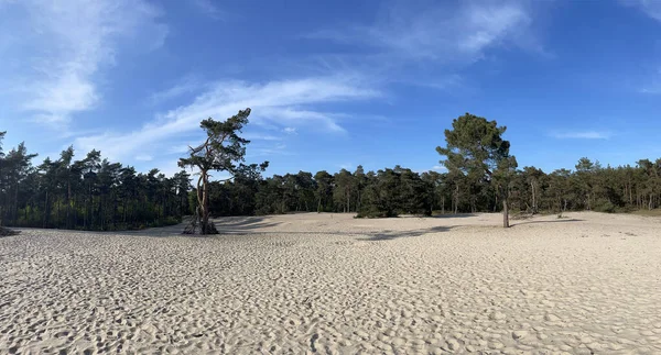 Hollanda, Overijssel 'deki Sahara Ommen' den Panorama