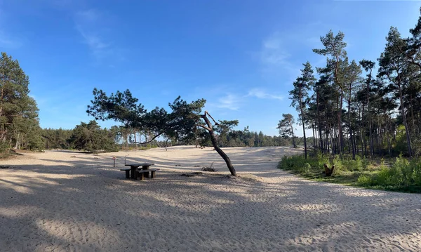 Hollanda 'nın Overijssel kentindeki Sahara Ommen bankında.