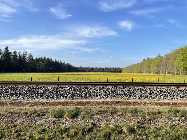Train Track Yellow Flower Field Forest Ommen Overijssel Netherlands — Stockfoto
