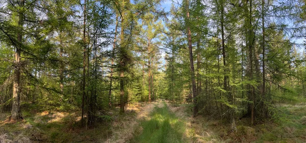 Panorama Lesa Okolí Ommen Overijssel Nizozemsko — Stock fotografie