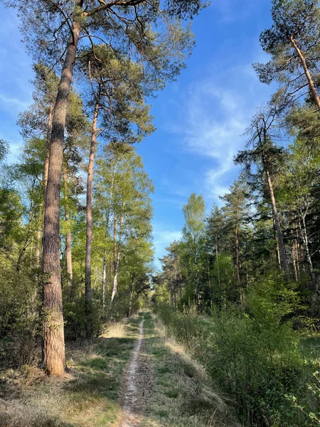 Mtb Trať Lese Kolem Junne Overijssel Nizozemsko — Stock fotografie