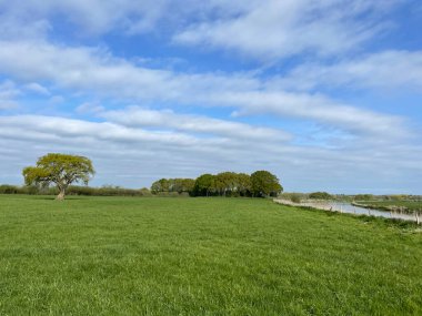Hollanda 'da Vechte' nin yanındaki yaşlı ağaç.