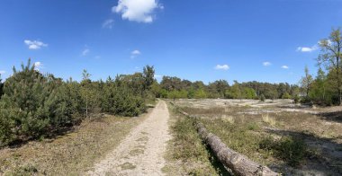Hollanda 'da Beerze' nin çevresindeki kum yolu manzarası