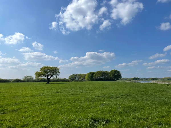 Hollanda 'da Vechte' nin yanındaki yaşlı ağaç.