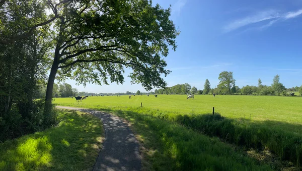 Panorama Bicycle Path Farmland Cows Katlijk Friesland Netherlands — Foto Stock