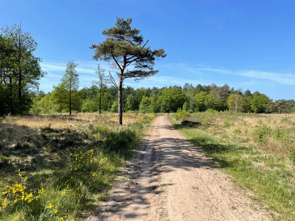 Hollanda 'nın Friesland bölgesindeki Haulerwijk' in etrafından geçen ormandaki kum yolu.