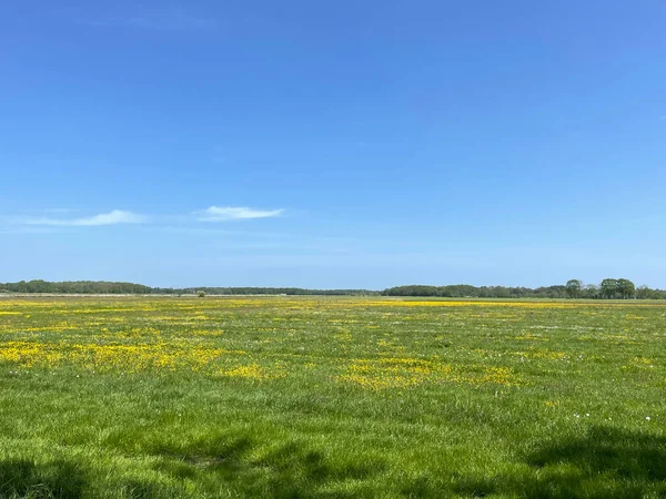 Wiese Mit Gelben Blumen Rund Beesterzwaag Friesland Niederlande — Stockfoto