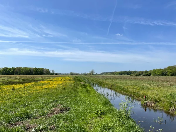 Grassfield Yellow Flowers Beesterzwaag Friesland Netherlands — Foto de Stock