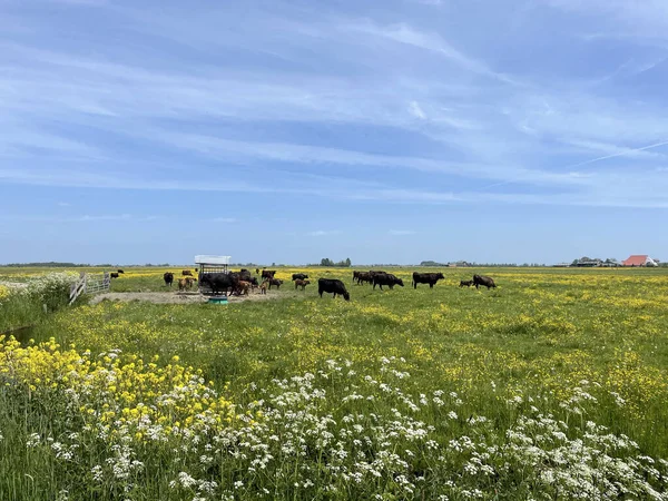 Black Brown Cows Meadow Yellow Flowers Nes Friesland Netherlands — Stockfoto