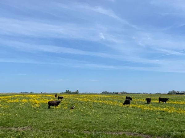Black Cows Meadow Yellow Flowers Nes Friesland Netherlands — Stockfoto