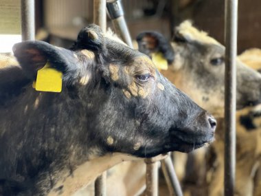 Hollanda, Friesland 'da bir ahırda buzağılardan uzakta.