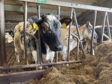 Friesland Hollanda 'da bir ahırda buzağılar.