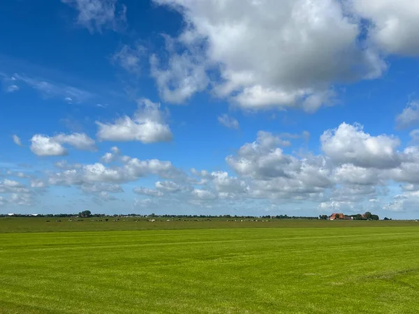 Friesische Landschaft Mit Kühen Und Bauernhof Friesland Niederlande — Stockfoto