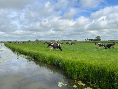 Hollanda, Friesland 'daki Reahus çevresindeki çayırlarda inekler. 