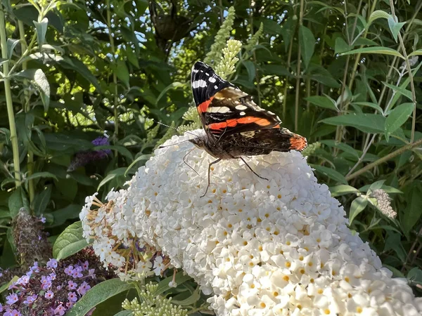 Butterfly White Flower Friesland Netherlands — Stock Fotó