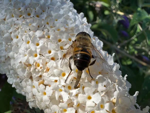 Bee White Flower Friesland Netherlands — Fotografia de Stock