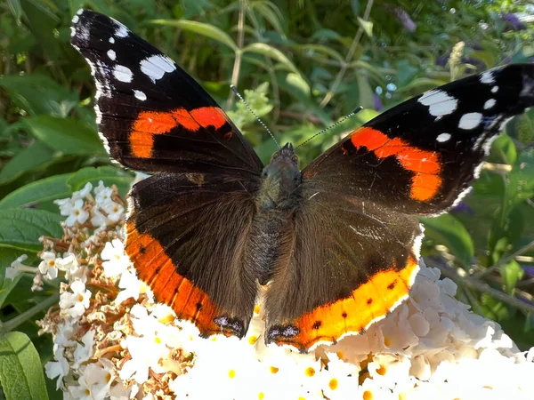 Atalanta Butterfly White Flower Friesland Netherlands — Stock Fotó