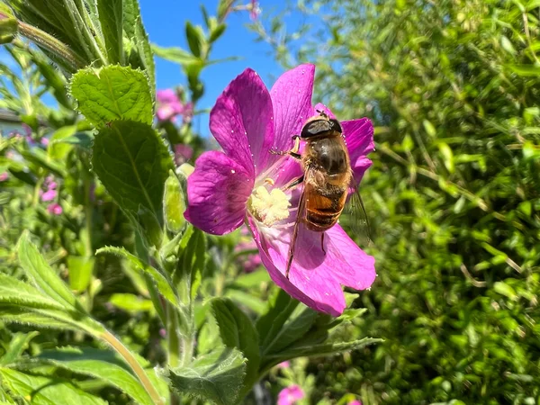 Bee Purple Flower Friesland Netherlands — Fotografia de Stock