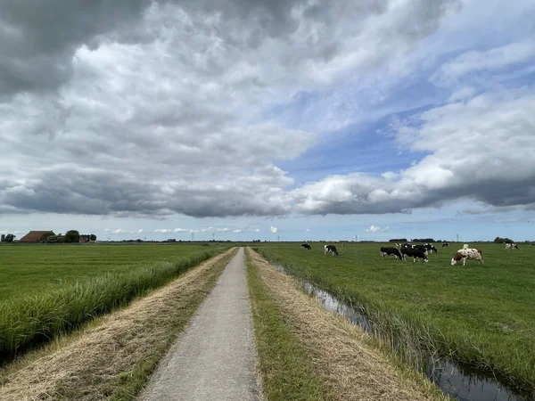 Dark Clouds Cows Farmland Friesland Netherlands — Foto de Stock