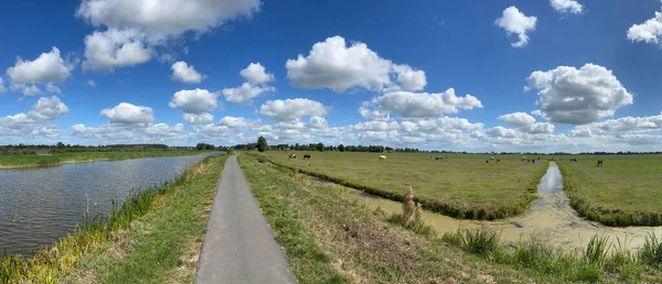 Панорама Коров Лугу Вокруг Ijist Фрисландии Нидерланды — стоковое фото