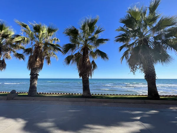 Palmtrees Next Coast Sitges Spain — Stock Photo, Image