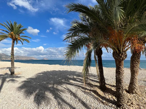 Palmtrees Beach Altea Spain — Stock Photo, Image