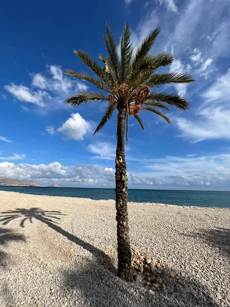 Spanya Altea Plajındaki Palmtree — Stok fotoğraf