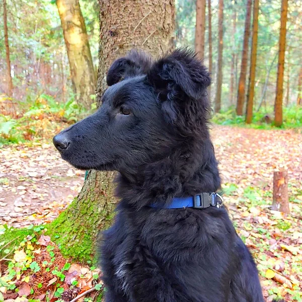 Retrato de comprimento total de um cachorro preto desgrenhado sentado entre as flores — Fotografia de Stock