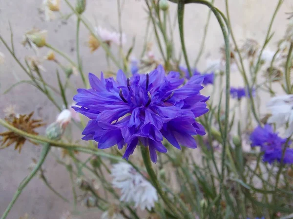 Blooming cornflowers close-up on a background of grass — Stock Photo, Image
