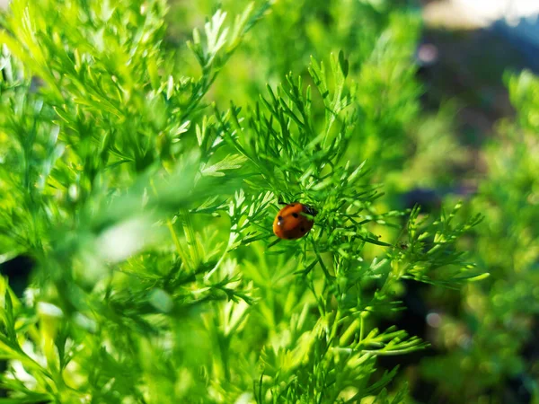 緑の草の間に座っている小さなてんとう虫 ストック画像