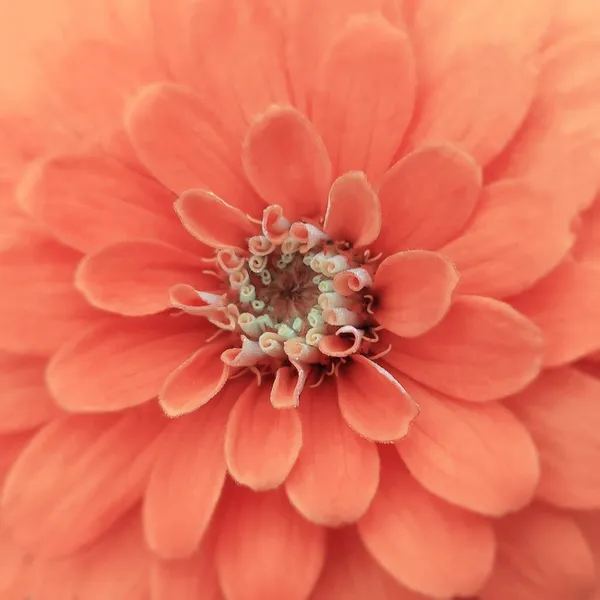Zdjęcie Rdzenia Różowego Kwiatu Bliska — Zdjęcie stockowe