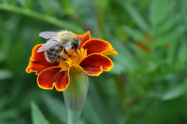 Een Bij Verzamelt Nectar Een Rode Bloem — Stockfoto