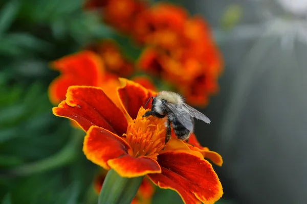 Een Bij Verzamelt Nectar Een Rode Bloem — Stockfoto